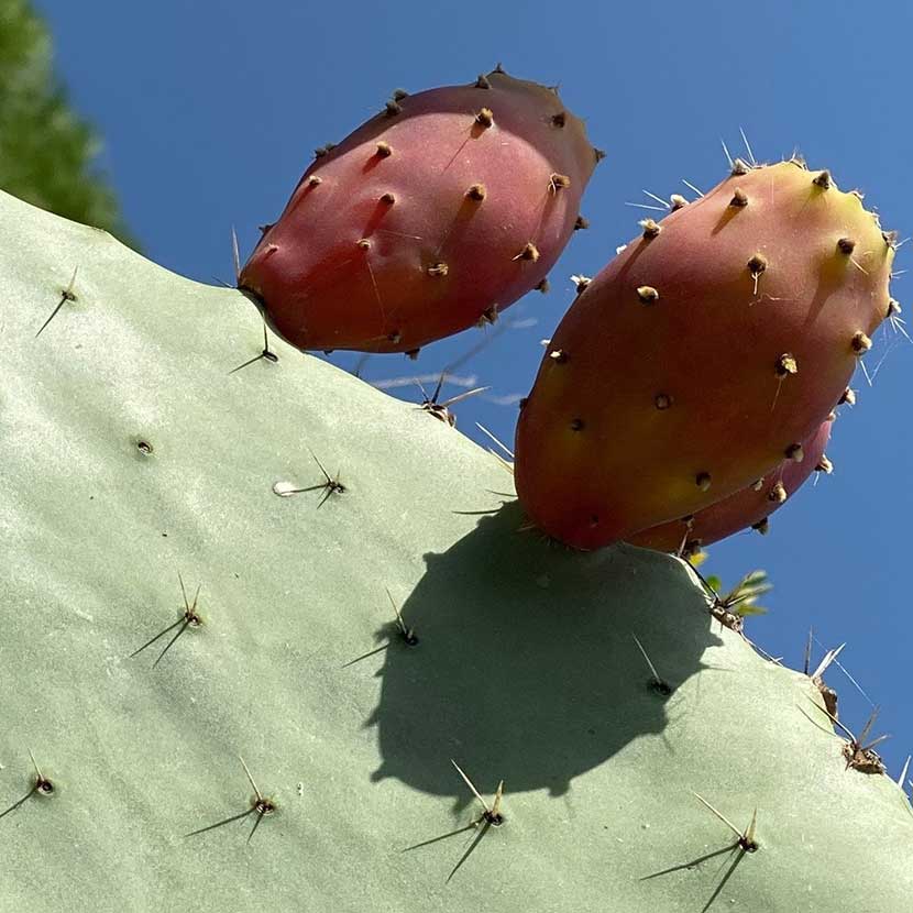 Fruits growing on the prickly pear cactus